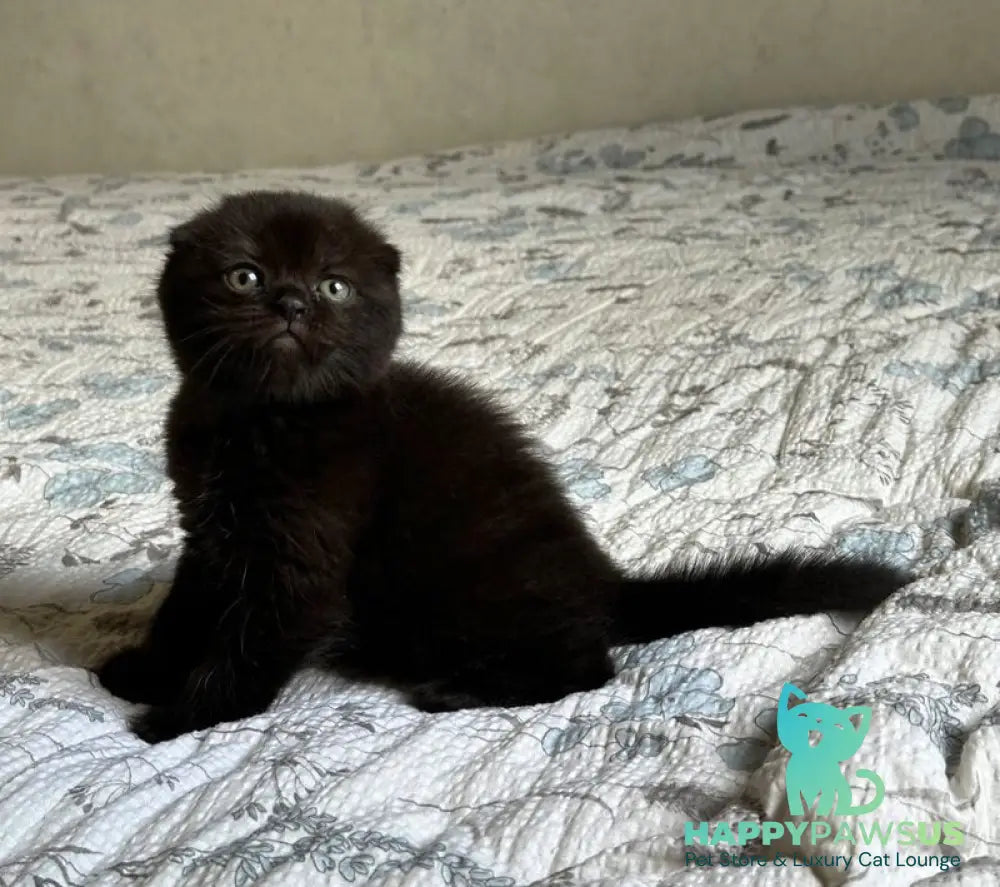 Nelson Scottish Fold male black - live animals