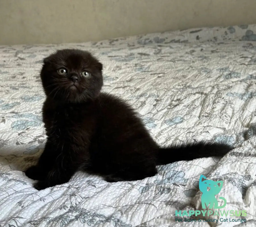 Nelson Scottish Fold male black - live animals