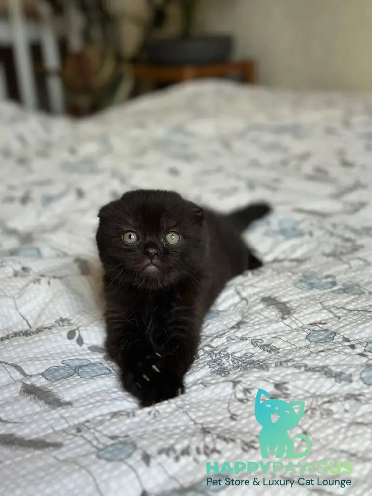 Nelson Scottish Fold male black - live animals