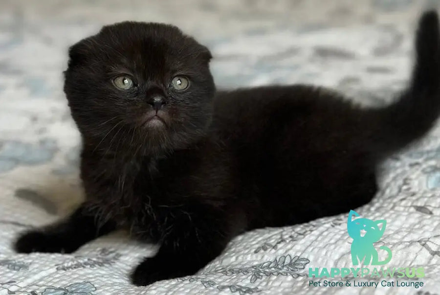 Nelson Scottish Fold male black - live animals