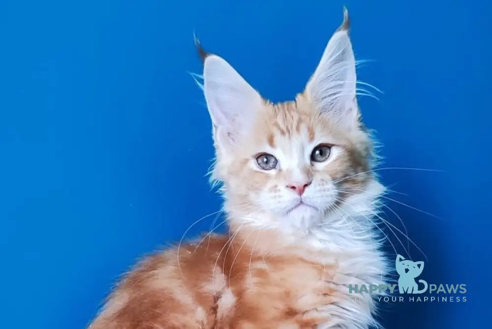 Neman Bengal male red tabby bicolour live animals