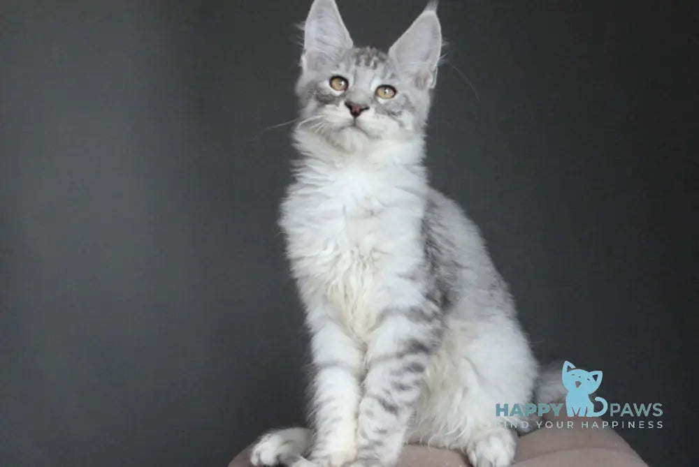 Neman Maine Coon male black silver spotted tabby live animals