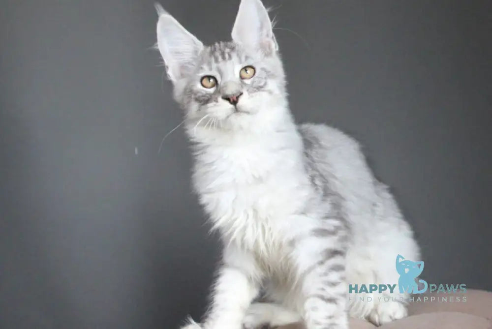 Neman Maine Coon male black silver spotted tabby live animals