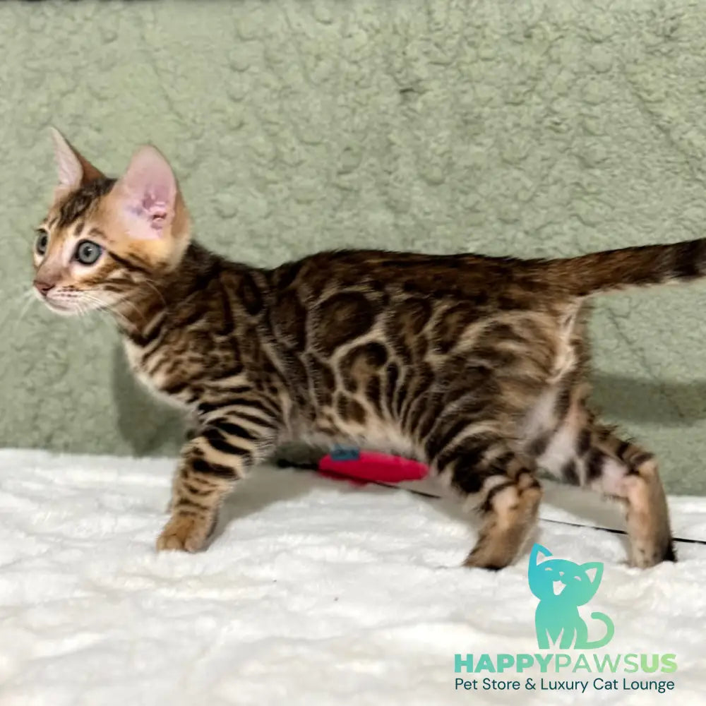 Nemo Bengal male black spotted tabby - live animals