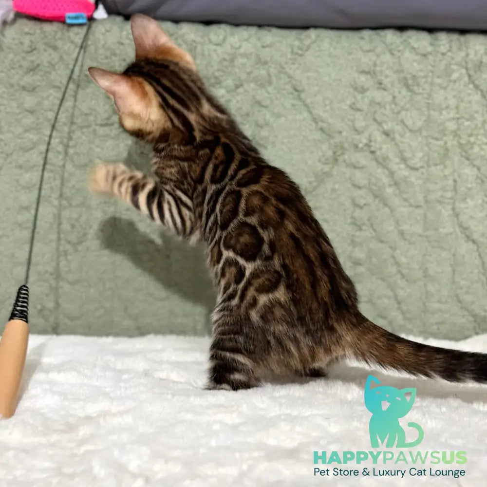 Nemo Bengal male black spotted tabby - live animals