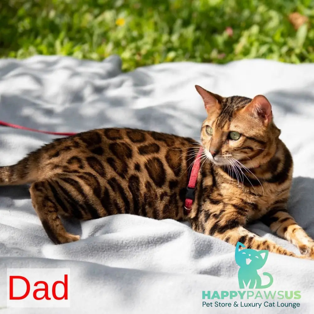 Nemo Bengal male black spotted tabby - live animals
