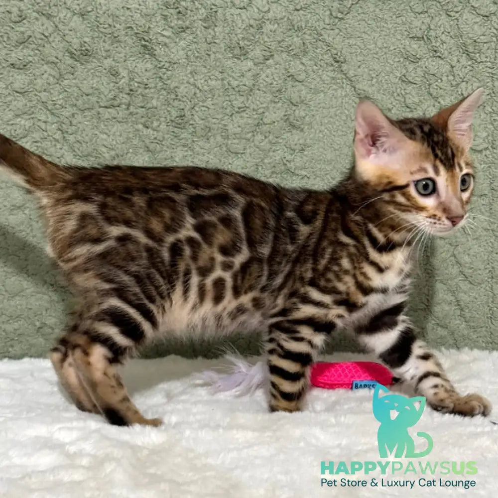 Nemo Bengal male black spotted tabby - live animals