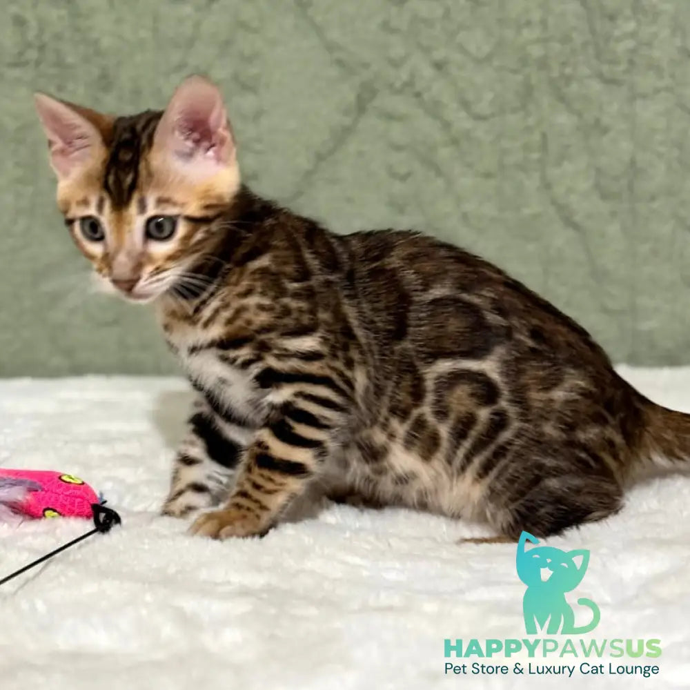 Nemo Bengal male black spotted tabby - live animals