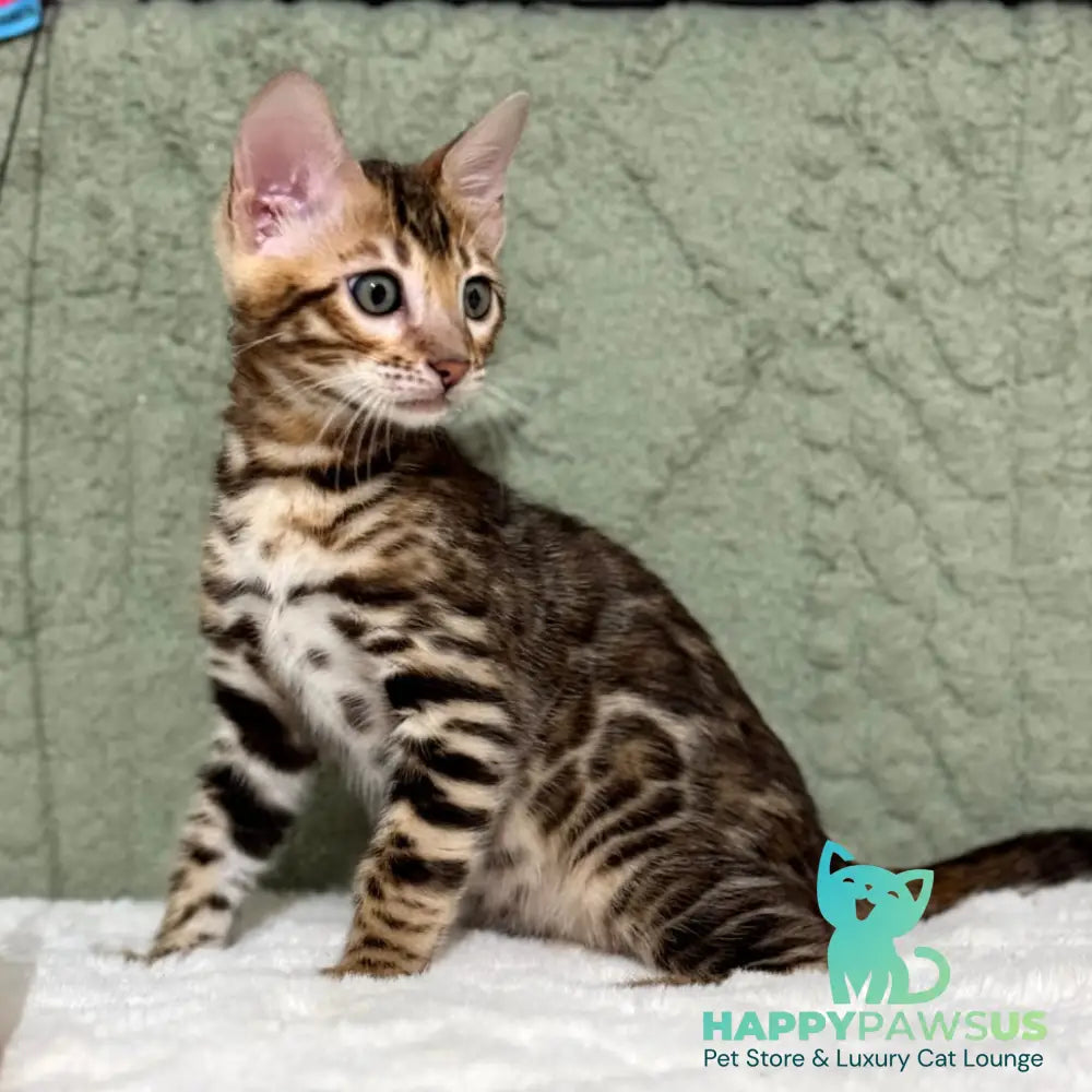Nemo Bengal male black spotted tabby - live animals