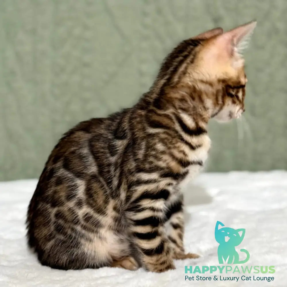 Nemo Bengal male black spotted tabby - live animals