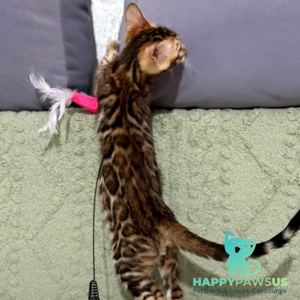 Nemo Bengal male black spotted tabby - live animals
