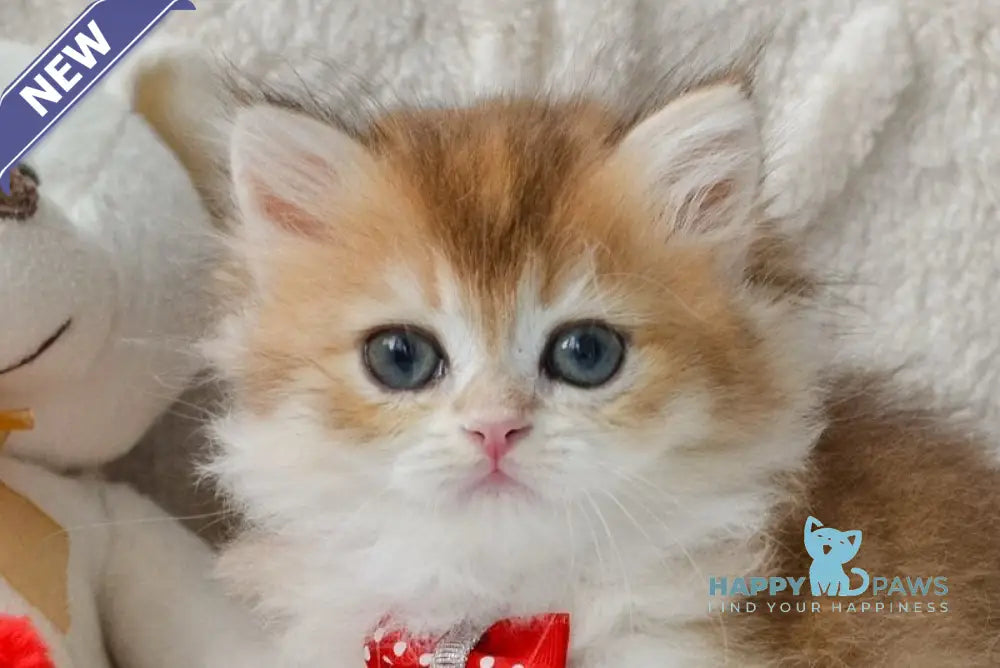 Nemo British Longhair male black golden shaded live animals