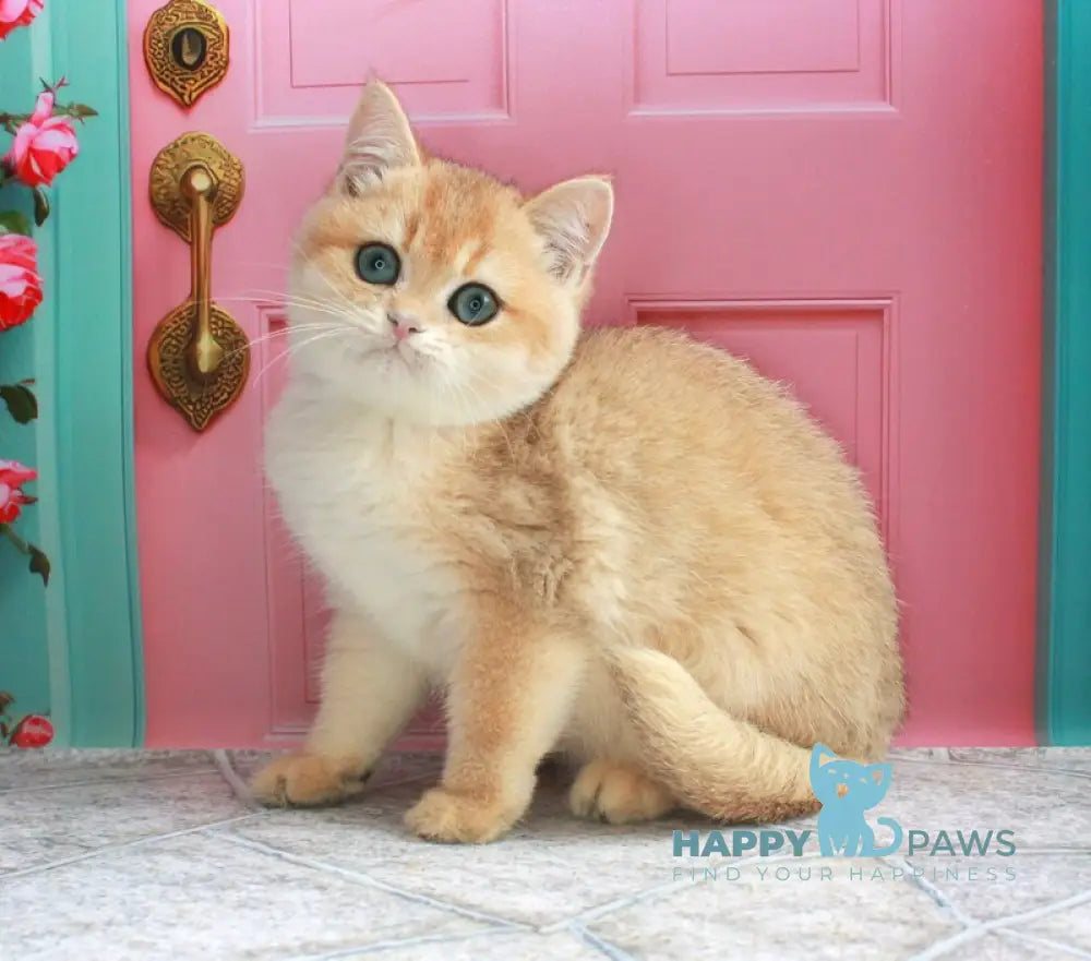 Nemo British Shorthair male black golden chinchilla live animals