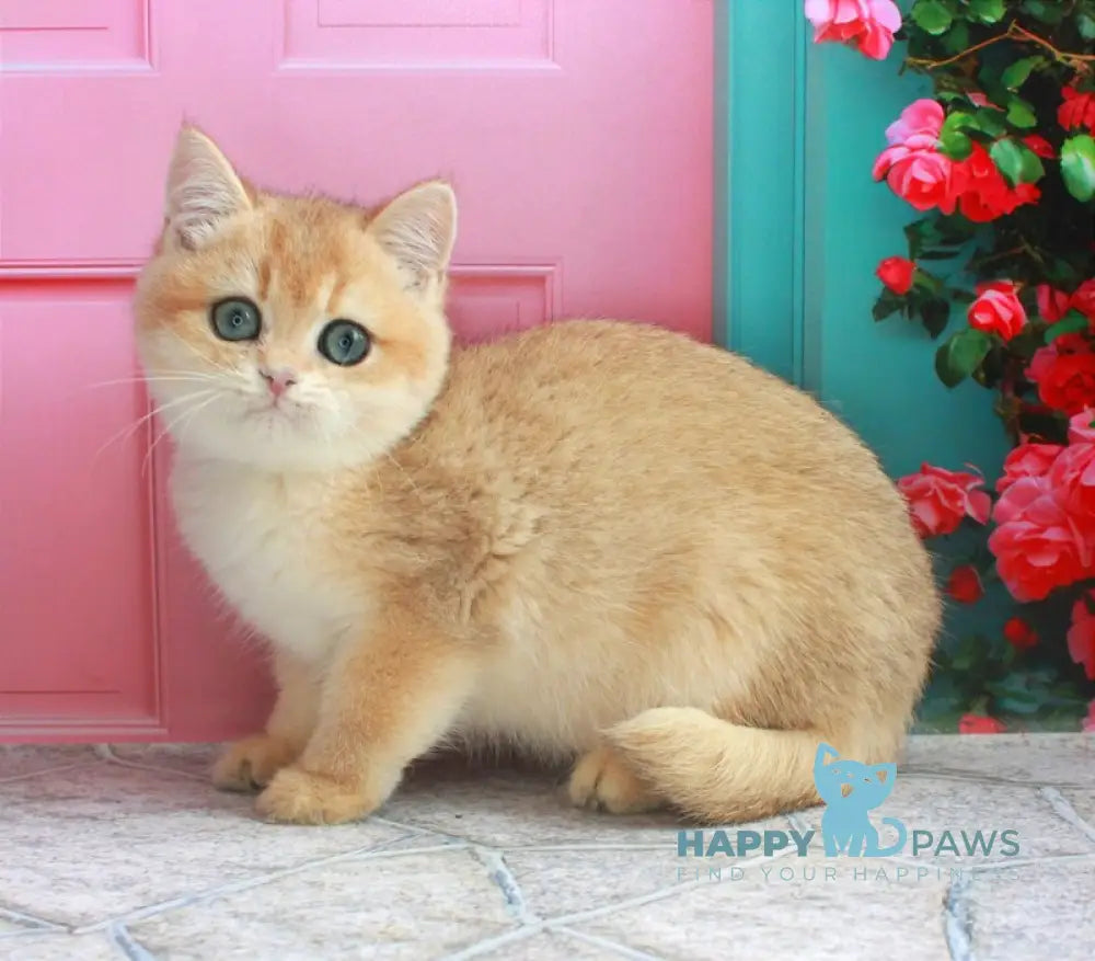 Nemo British Shorthair male black golden chinchilla live animals