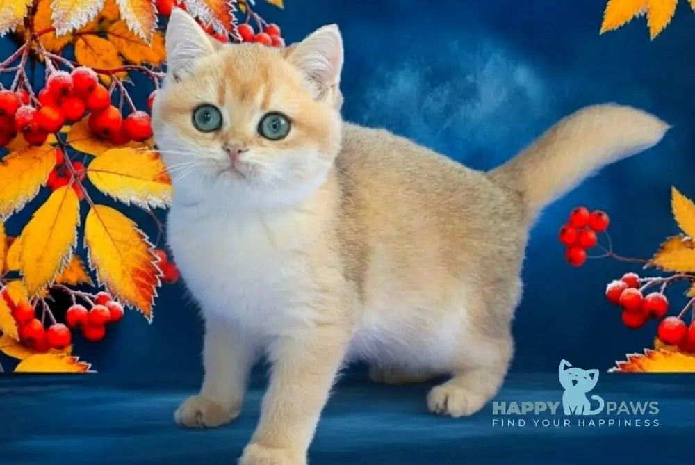 Nemo British Shorthair male black golden chinchilla live animals