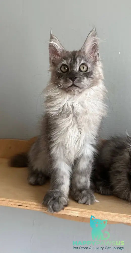 Nemo Maine Coon male black silver - live animals