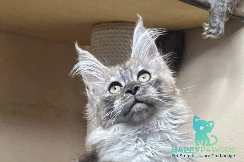 Nemo Maine Coon male black silver - live animals