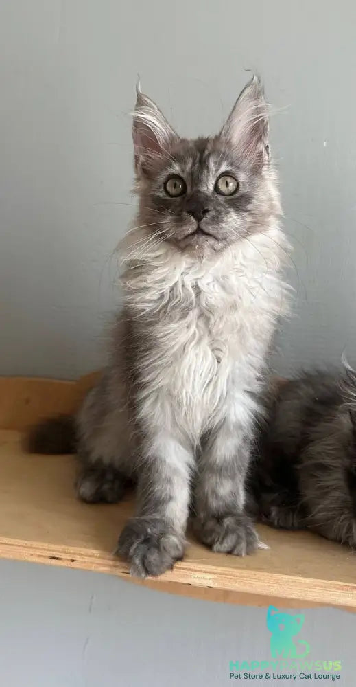Nemo Maine Coon male black silver - live animals