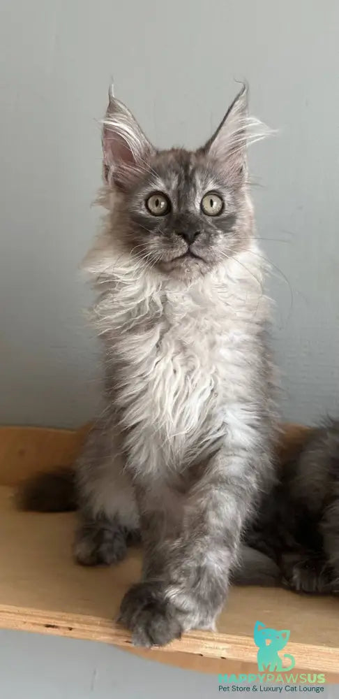 Nemo Maine Coon male black silver - live animals