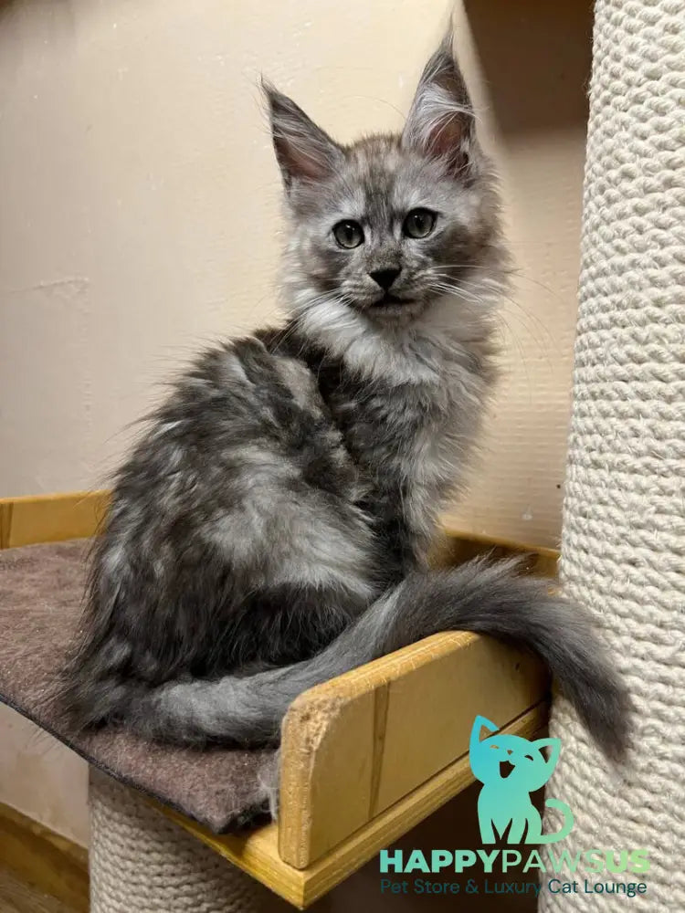 Nemo Maine Coon male black silver - live animals