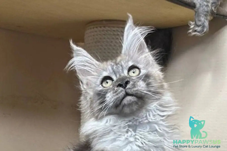Nemo Maine Coon male black silver - live animals