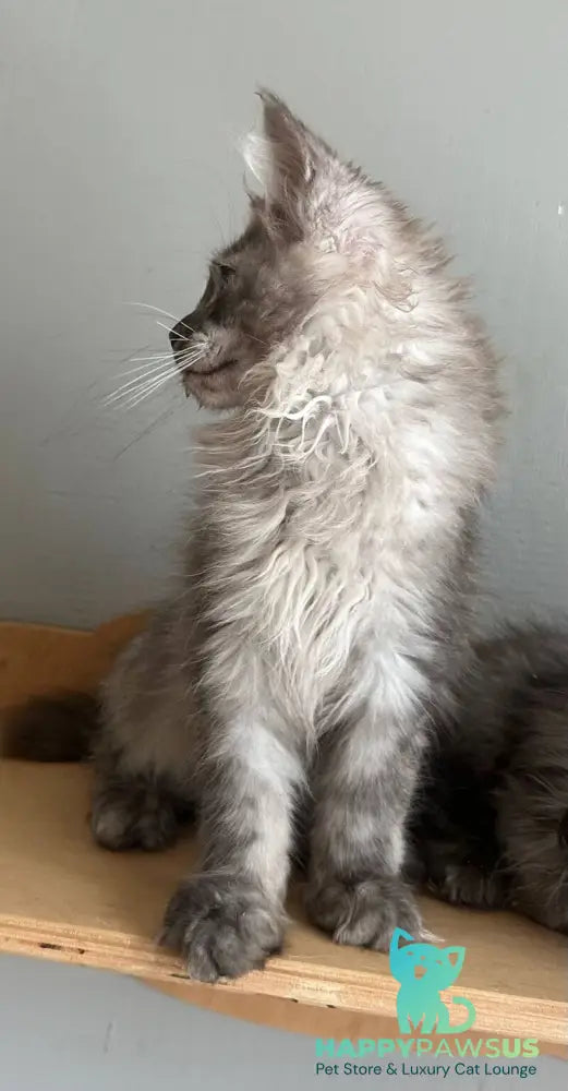 Nemo Maine Coon male black silver - live animals