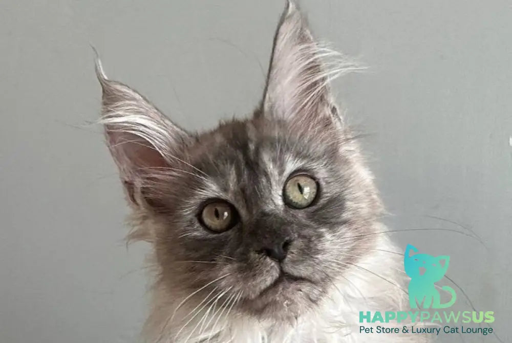 Nemo Maine Coon male black silver - live animals