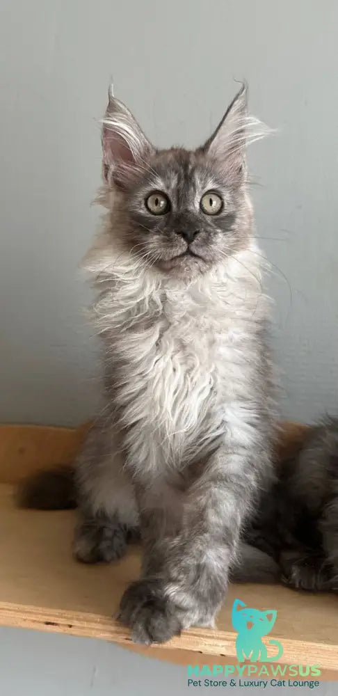 Nemo Maine Coon male black silver - live animals