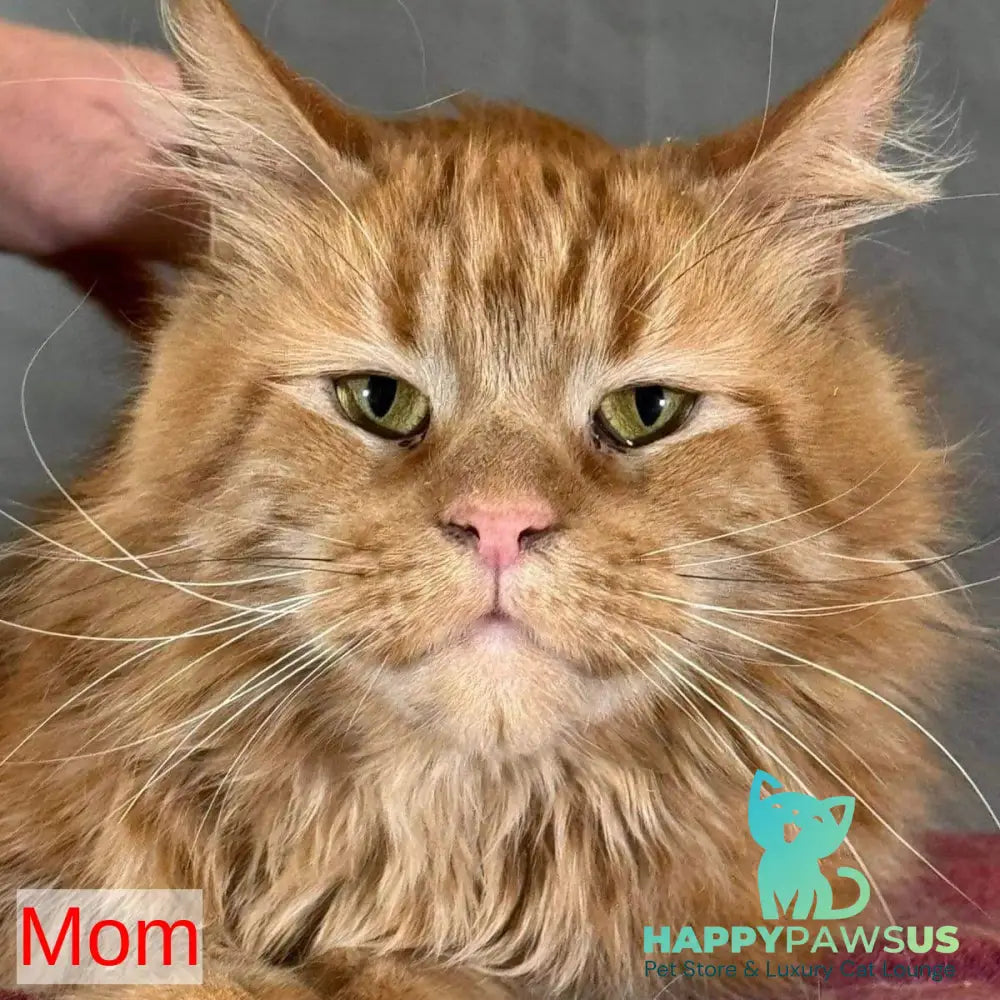 Nemo Maine Coon male red tabby - live animals