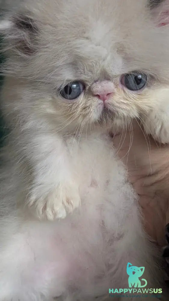 Nemo Persian male cream pointed bicolour - live animals