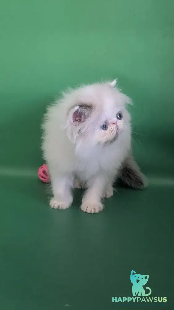 Nemo Persian male cream pointed bicolour - live animals