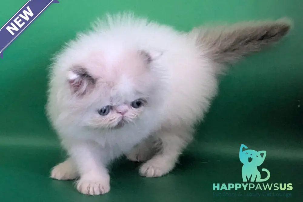 Nemo Persian male cream pointed bicolour - live animals
