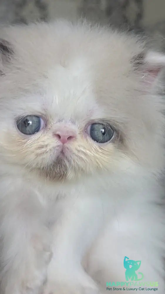 Nemo Persian male cream pointed bicolour - live animals