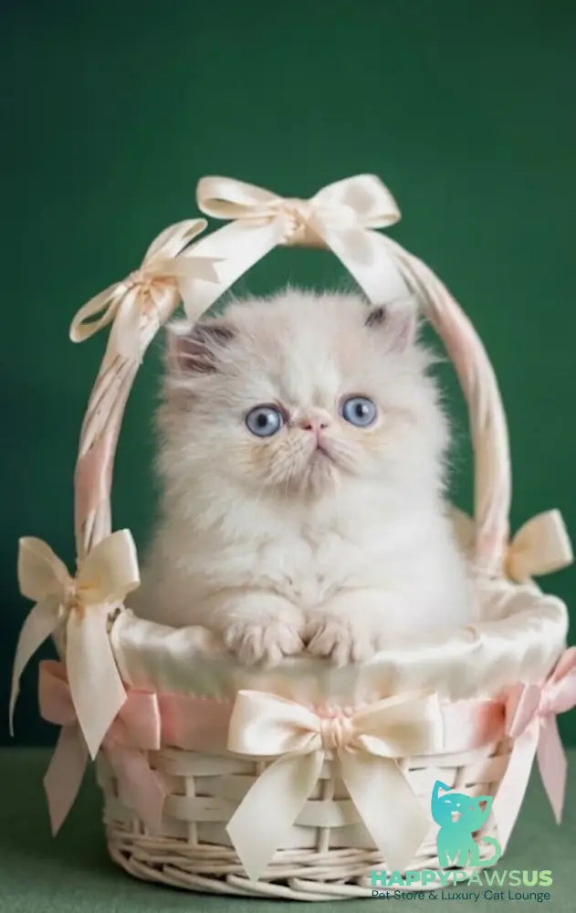 Nemo Persian male cream pointed bicolour - live animals