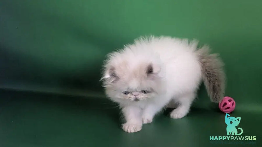 Nemo Persian male cream pointed bicolour - live animals