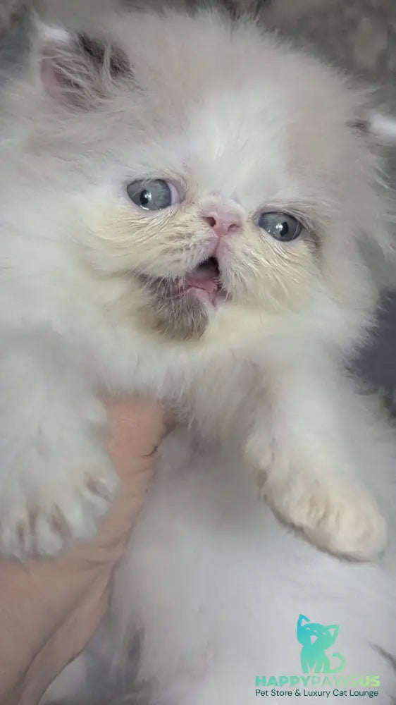 Nemo Persian male cream pointed bicolour - live animals
