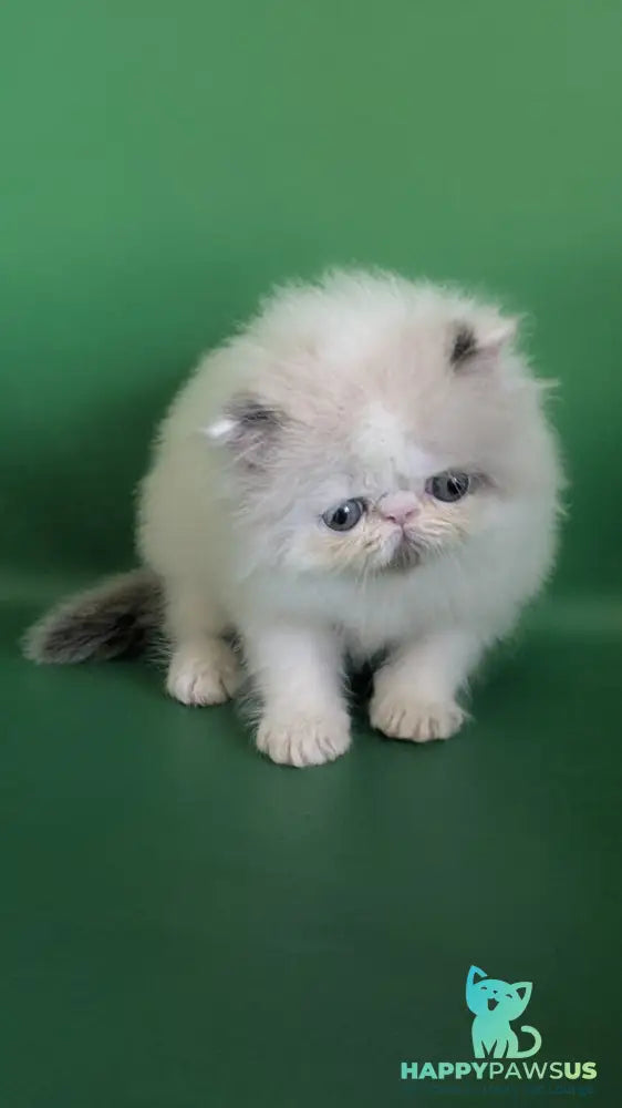 Nemo Persian male cream pointed bicolour - live animals