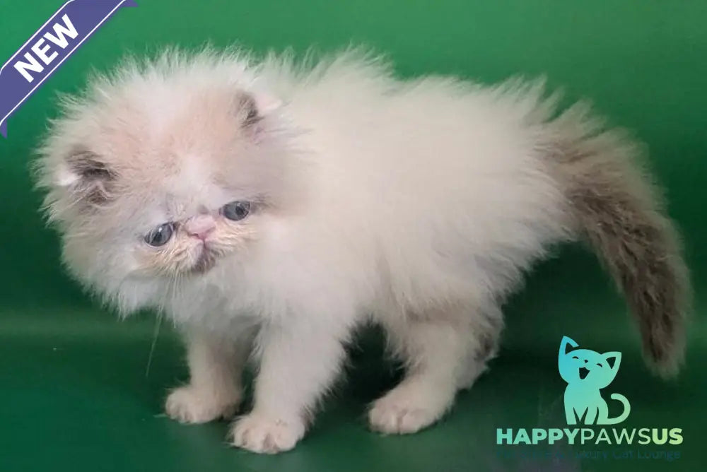Nemo Persian male cream pointed bicolour - live animals