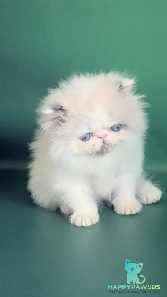 Nemo Persian male cream pointed bicolour - live animals