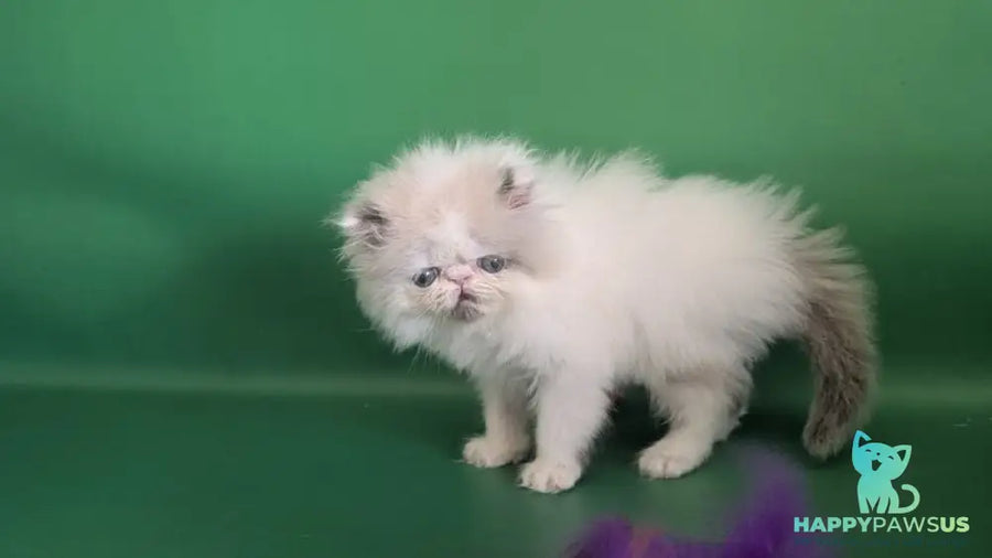 Nemo Persian male cream pointed bicolour - live animals