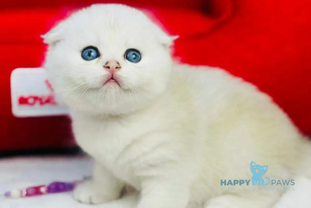 Nemo Scottish Fold male black silver chinchilla live animals