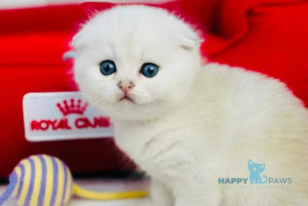 Nemo Scottish Fold male black silver chinchilla live animals