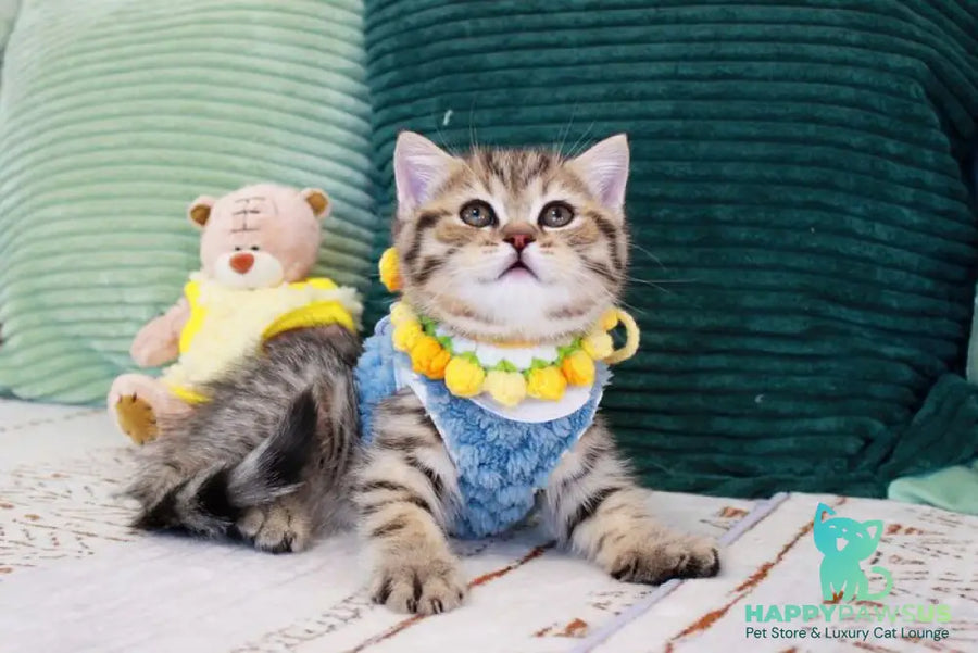 Nemo Scottish Straight male chocolate golden spotted tabby - live animals