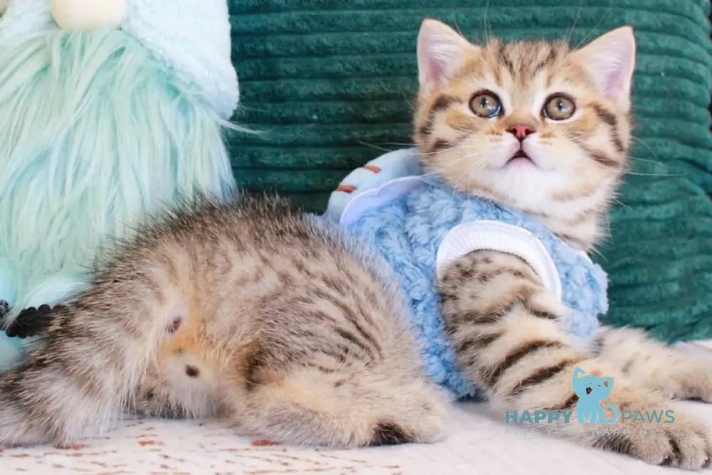 Nemo Scottish Straight male chocolate golden spotted tabby - live animals