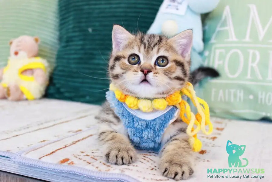 Nemo Scottish Straight male chocolate golden spotted tabby - live animals