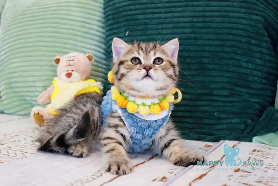 Nemo Scottish Straight male chocolate golden spotted tabby - live animals