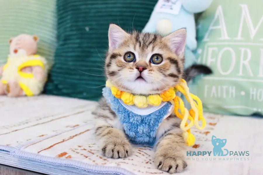 Nemo Scottish Straight male chocolate golden spotted tabby - live animals