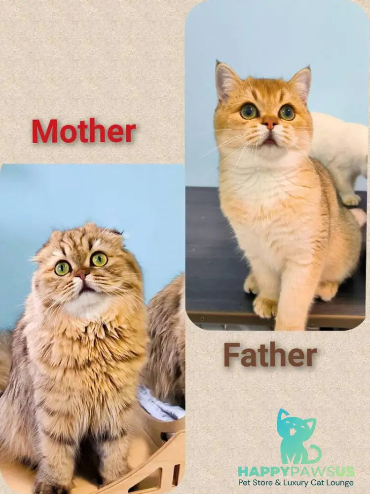 Nemo Scottish Straight male chocolate golden spotted tabby - live animals