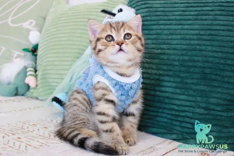 Nemo Scottish Straight male chocolate golden spotted tabby - live animals