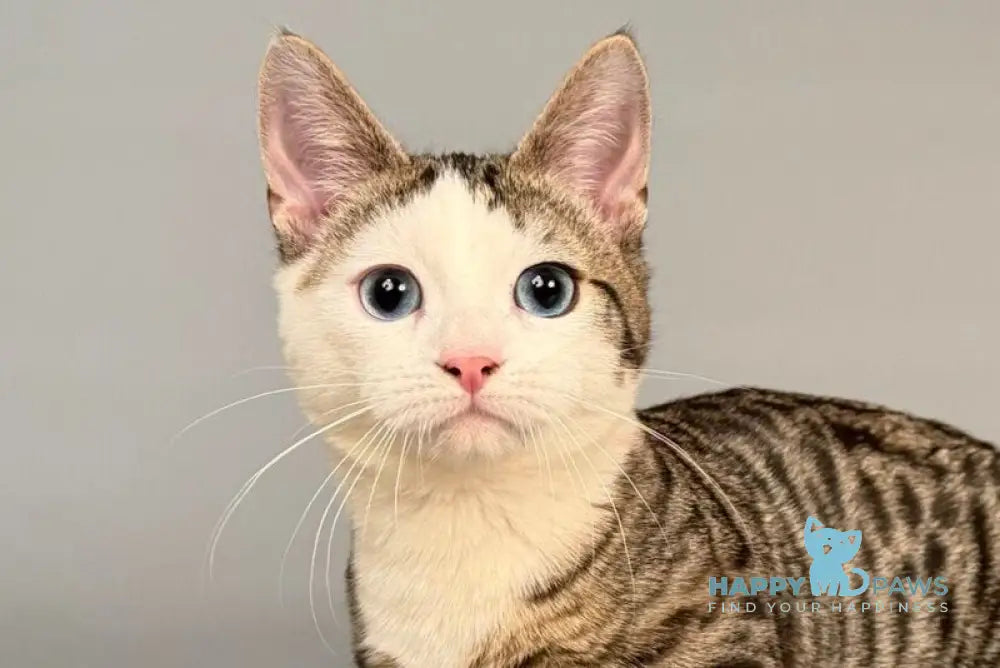 Nemoir Munchkin male black spotted tabby bicolour live animals